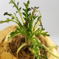 Akar maca